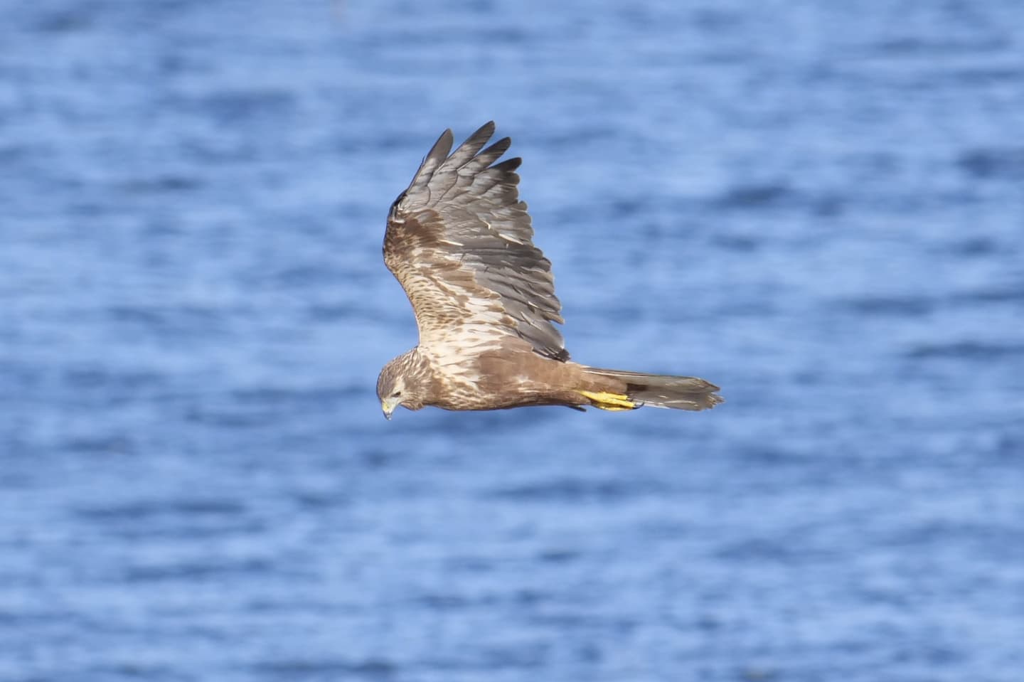 Eastern Marsh Harrier