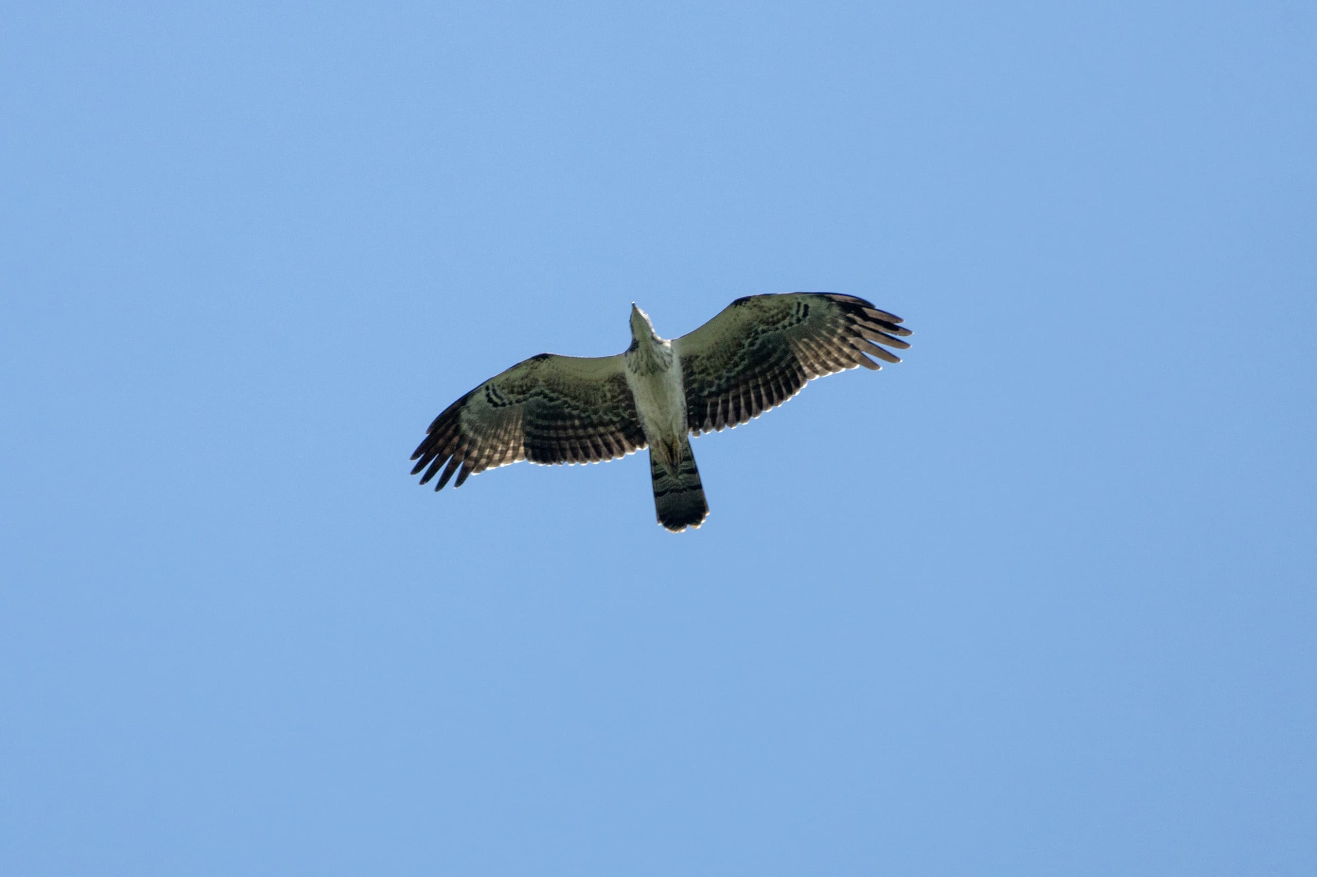 dsc09301_2.jpg