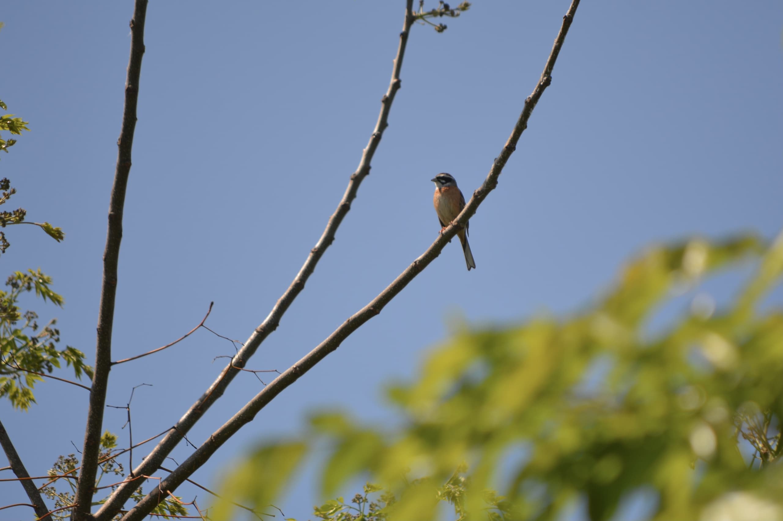 dsc_0459.jpg