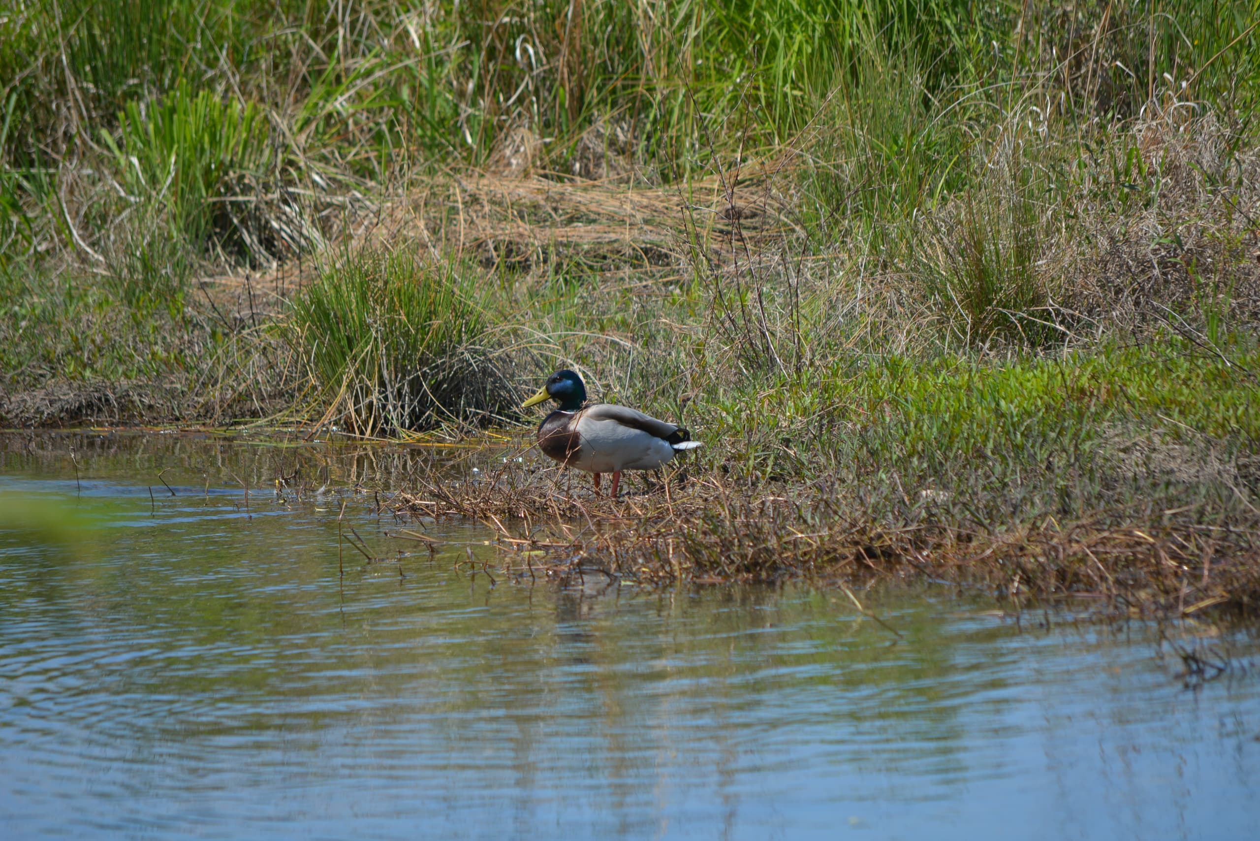 dsc_0227.jpg