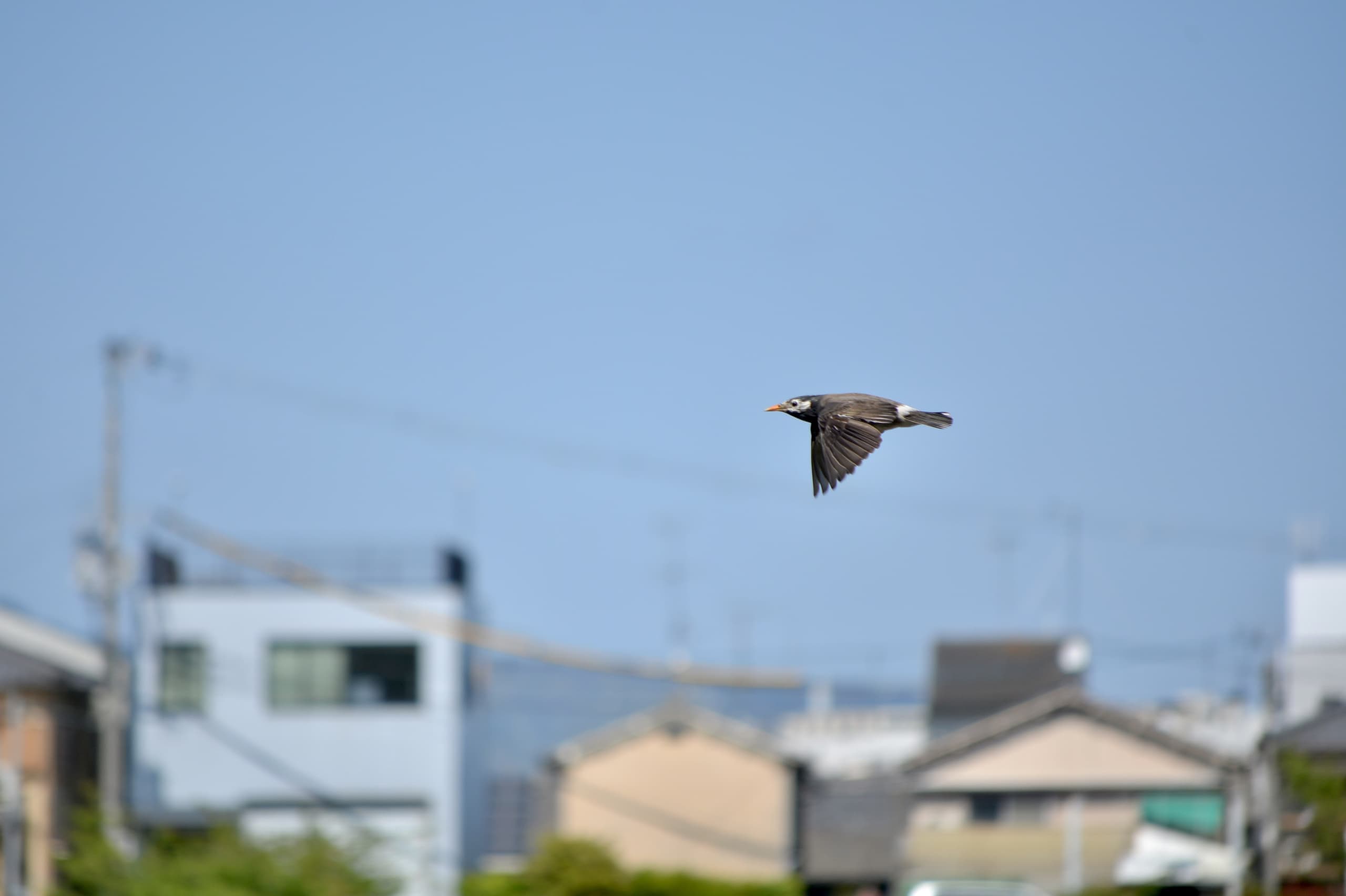 dsc_0252.jpg