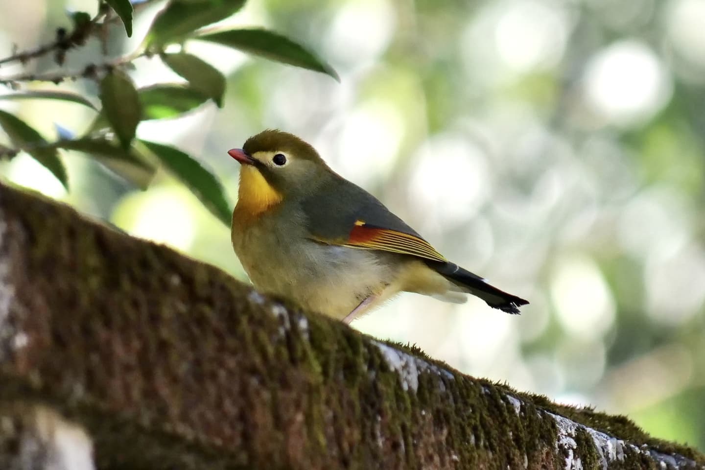 ソウシチョウ