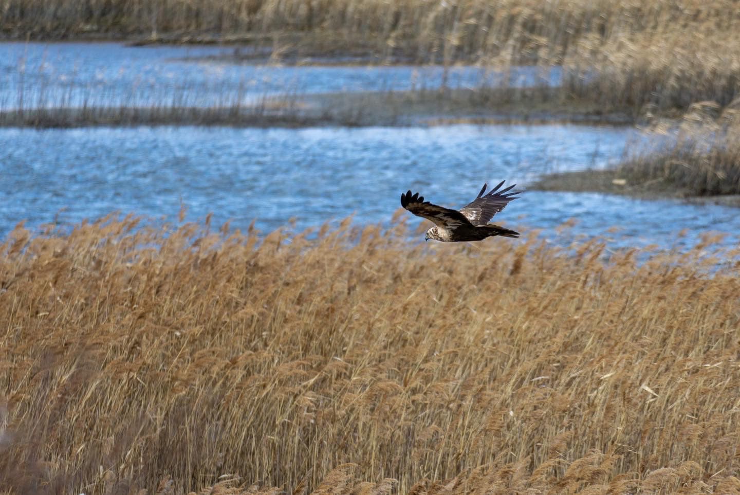 Eastern Marsh Harrier