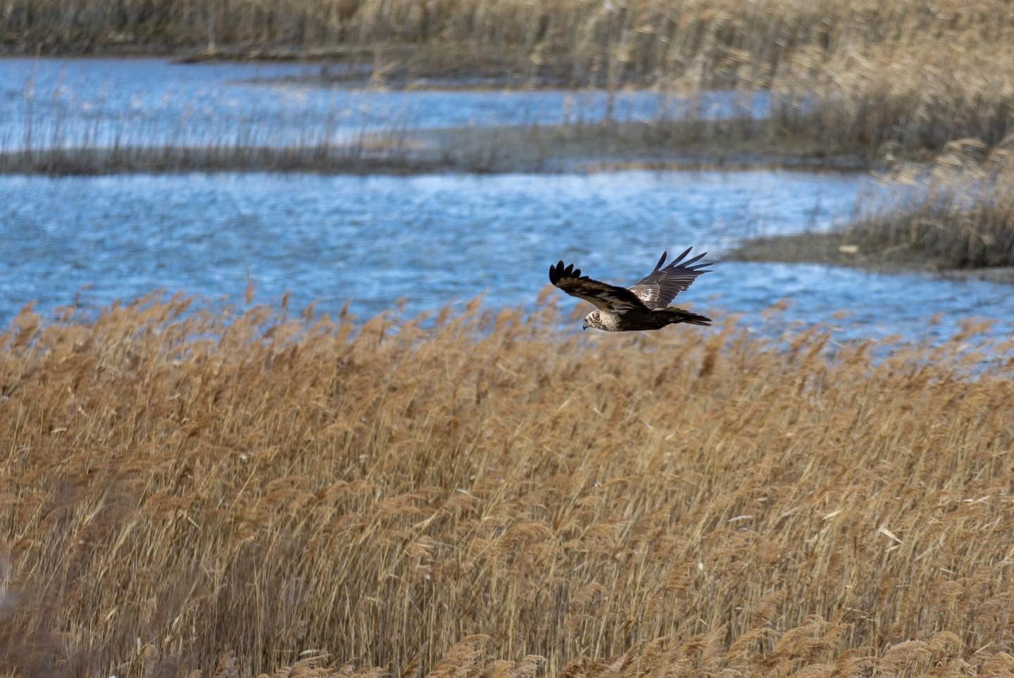 Eastern Marsh Harrier
