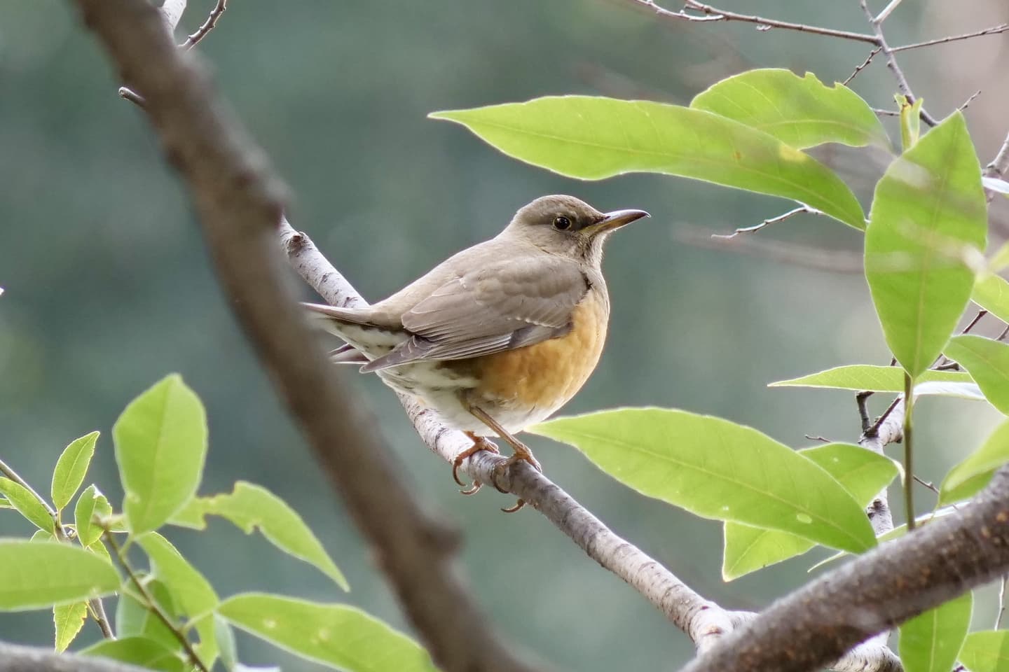 アカハラ