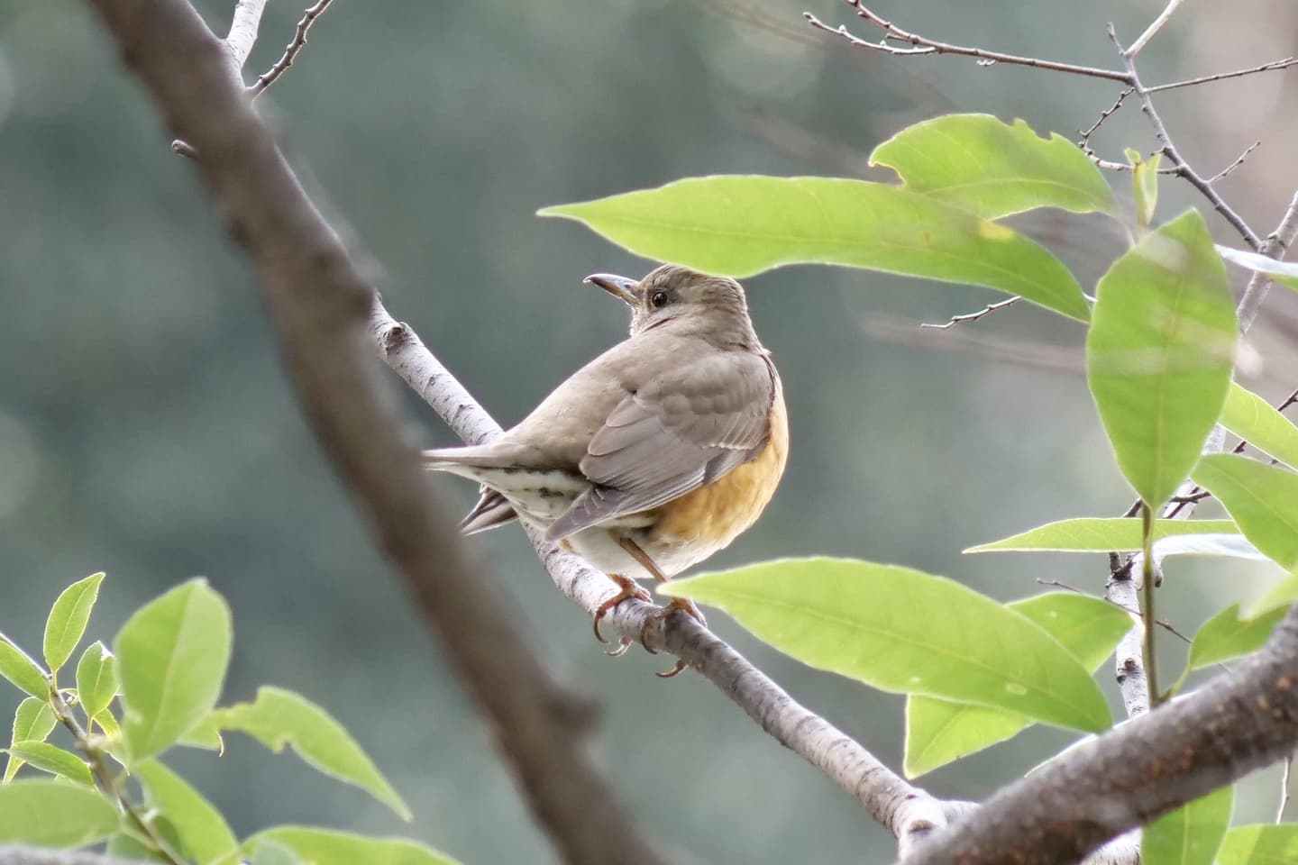アカハラ