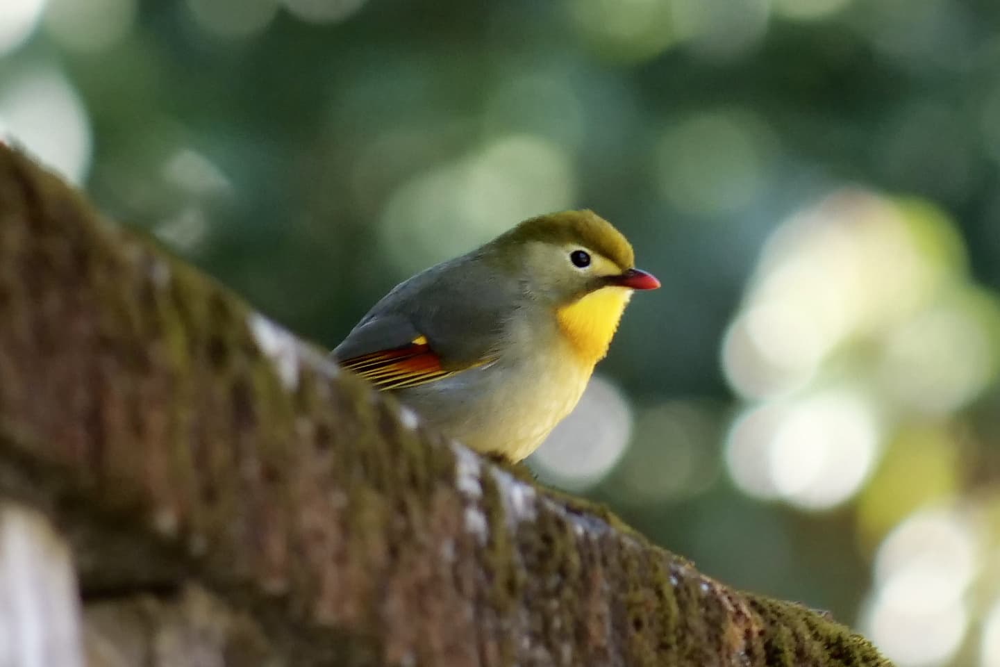 ソウシチョウ