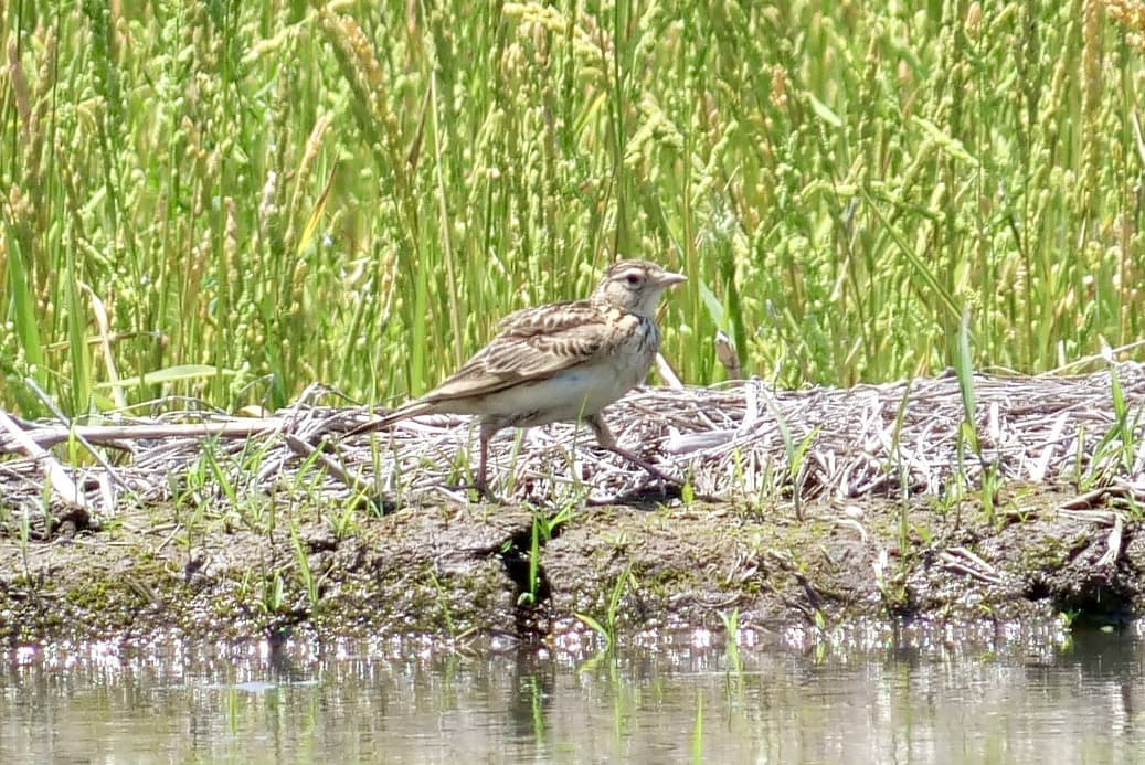 Eurasian Skylark