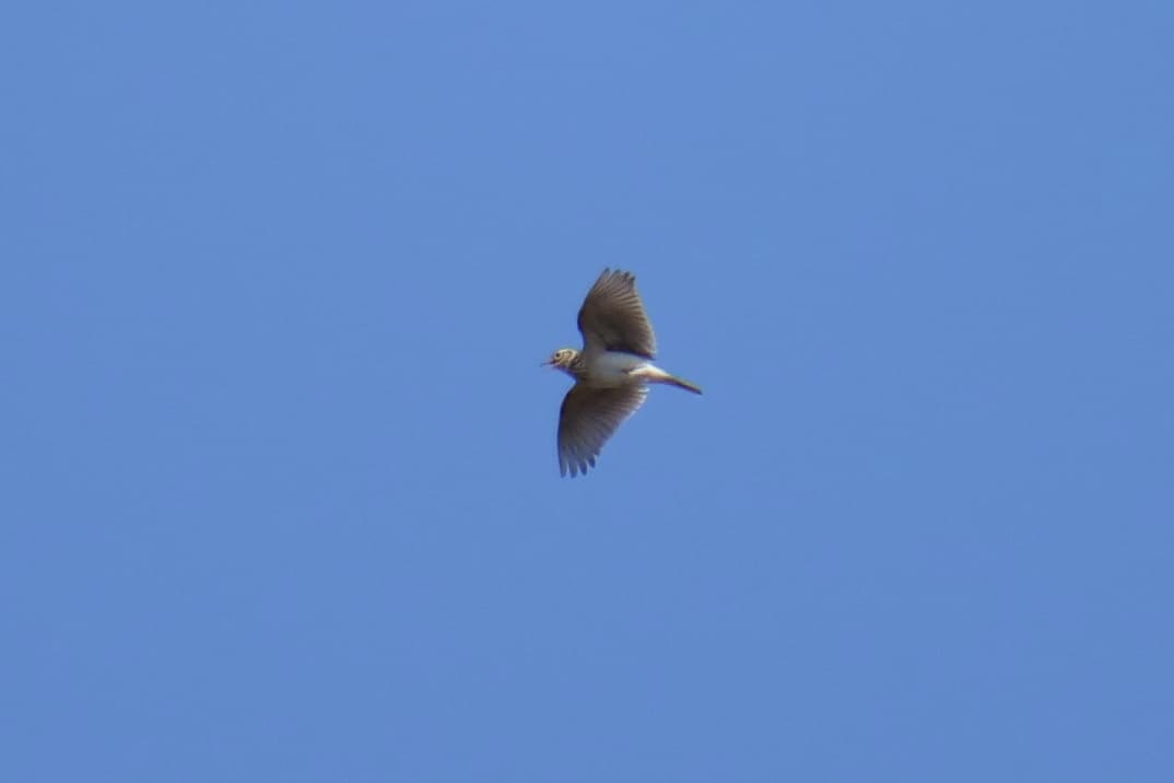 Eurasian Skylark