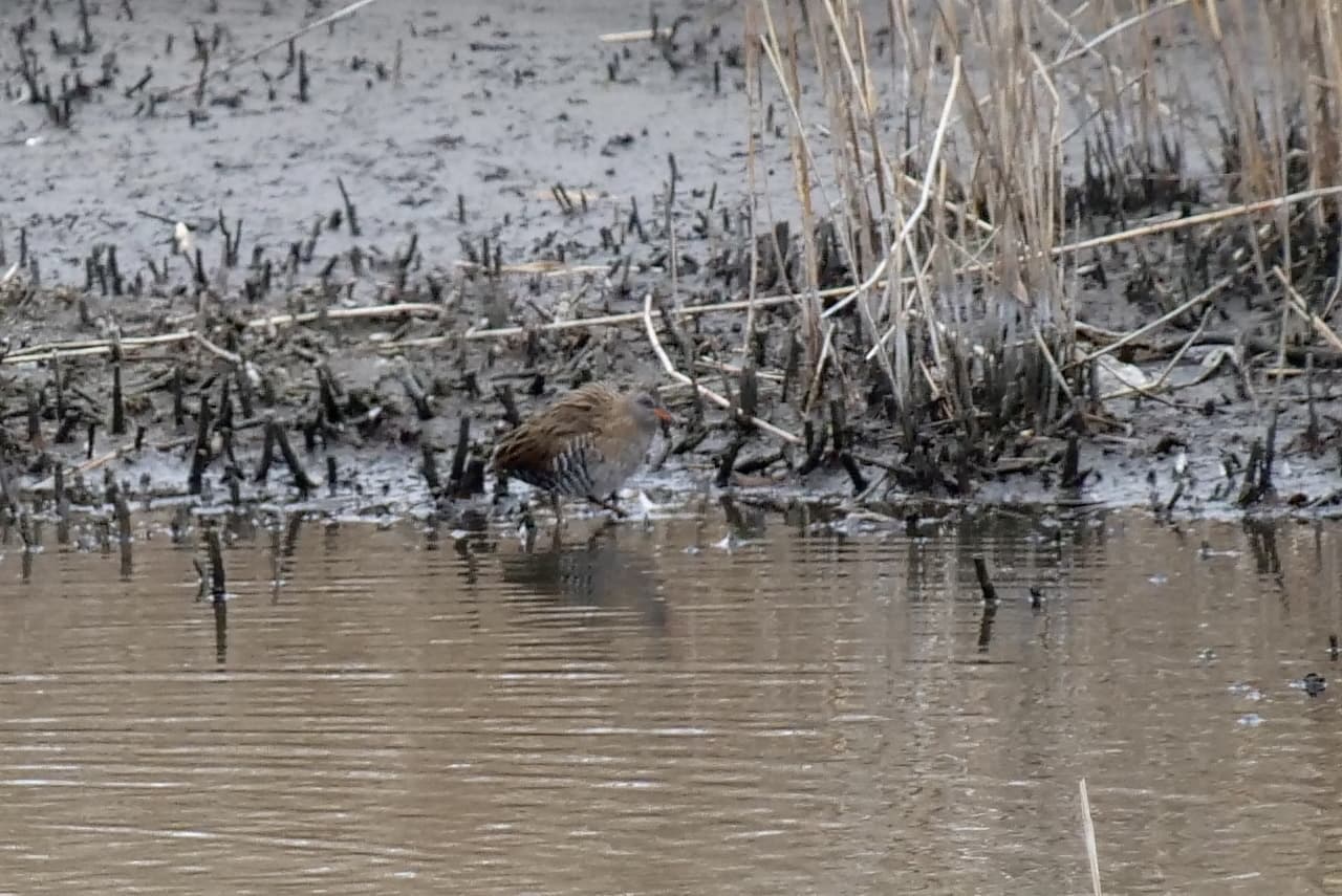 Water Rail