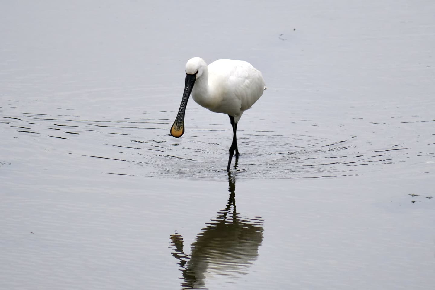 Eurasian Spoonbill
