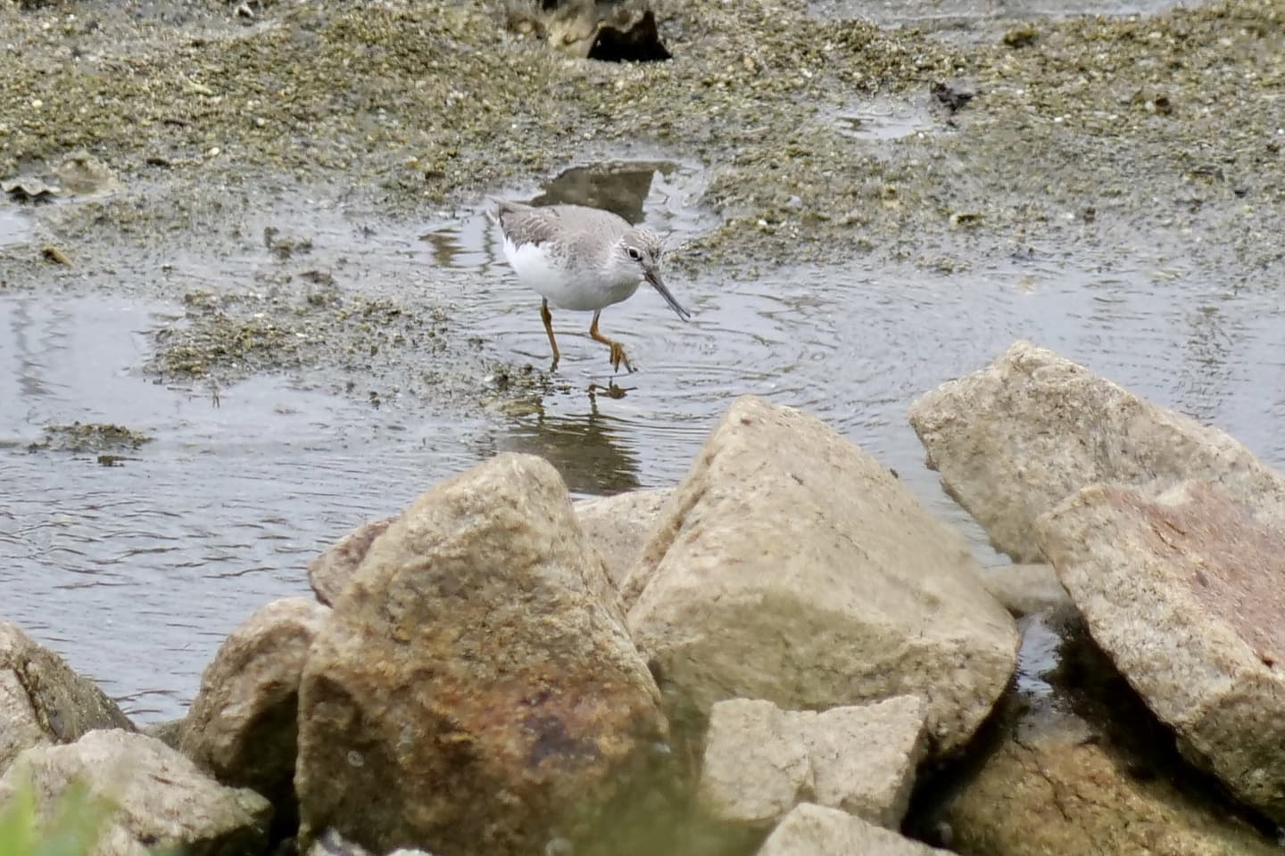 Terek Sandpiper