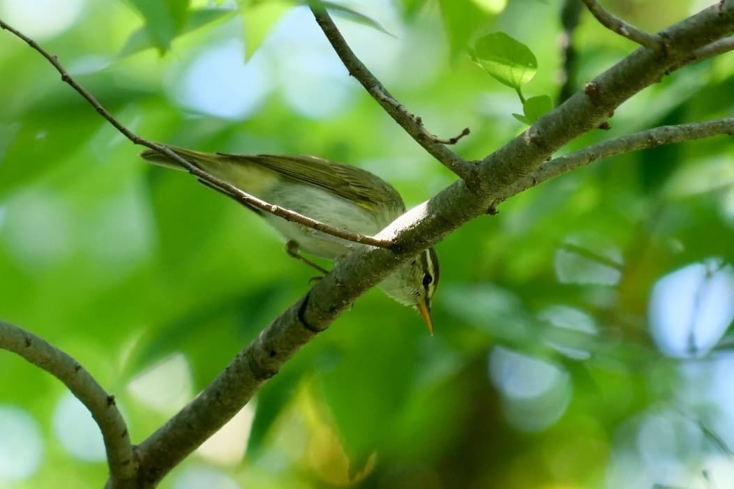 Eastern Crowned Warbler