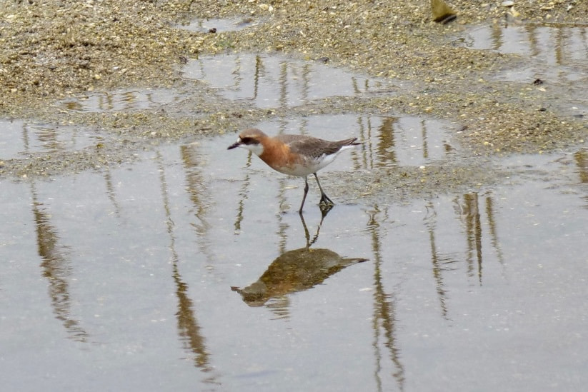Lesser Sand Plover