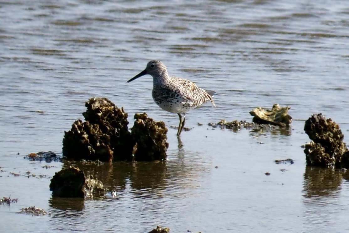 Great Knot