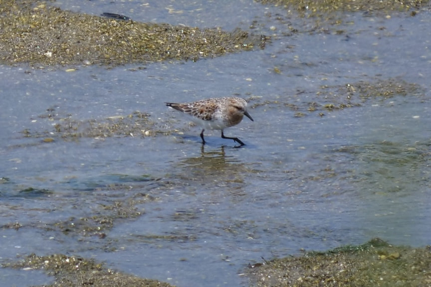 Red-necked Stint