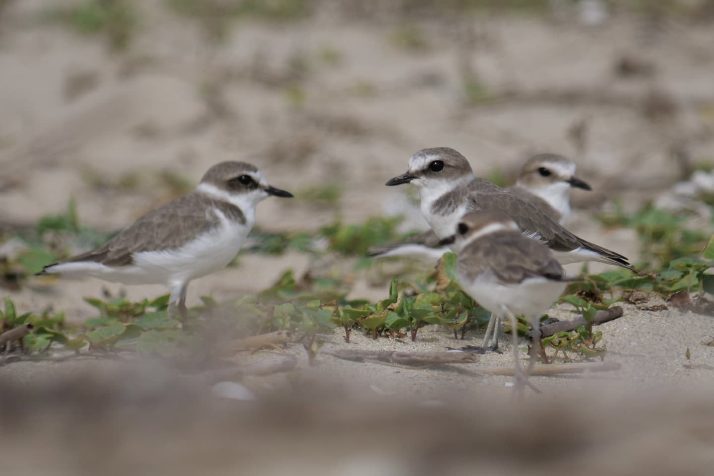 Kentish Plover