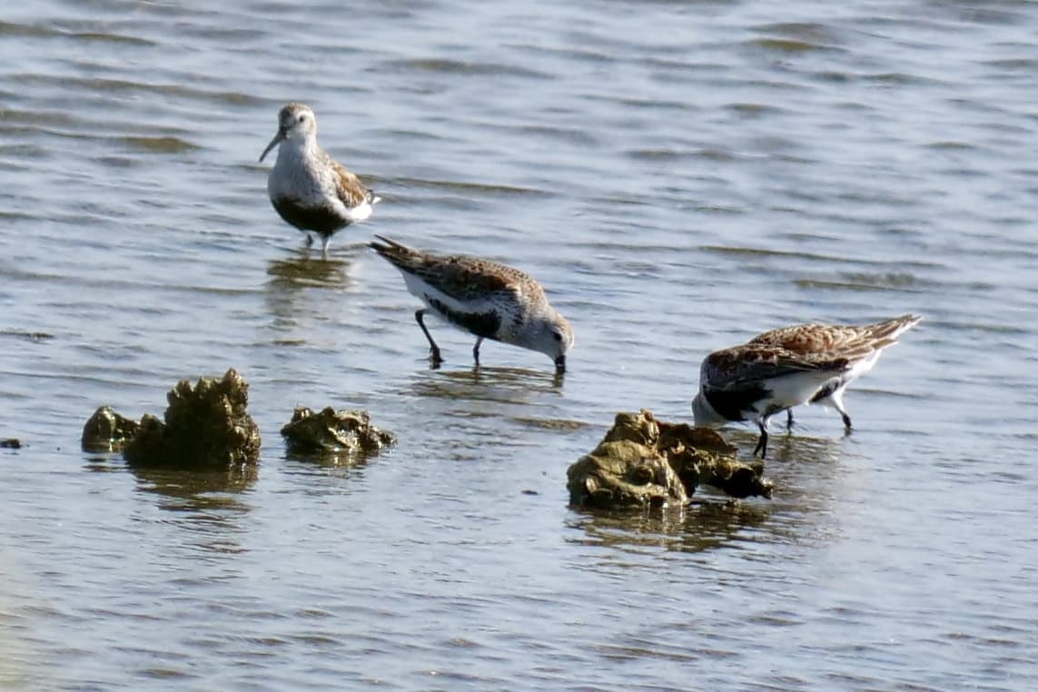 Dunlin