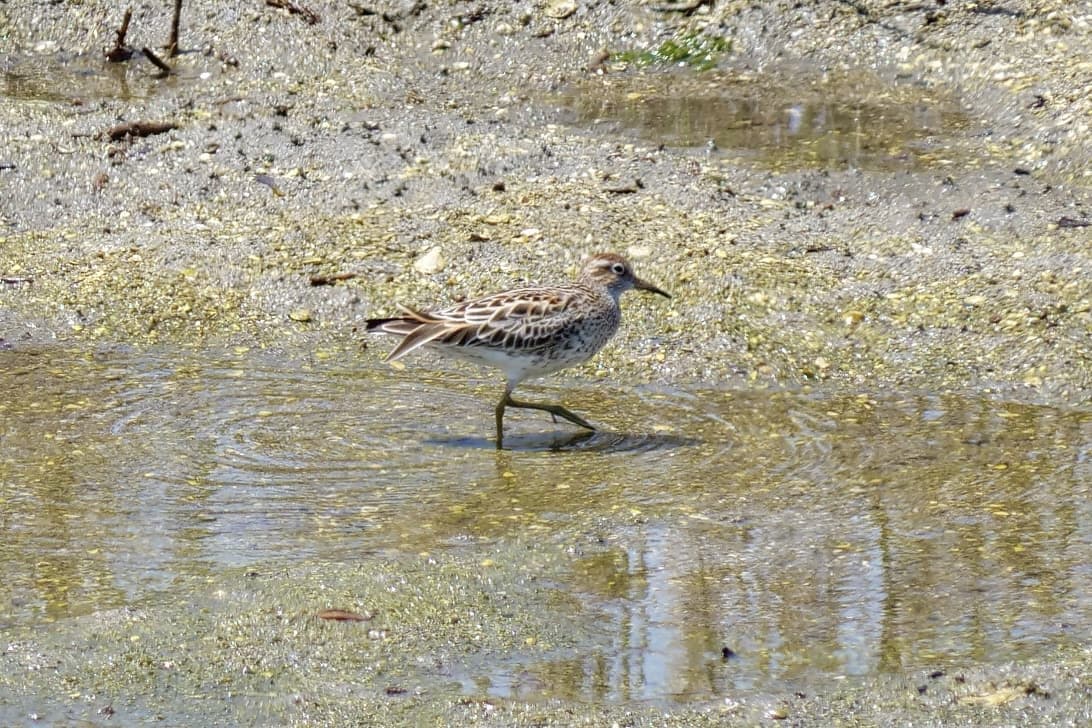 Sharp-tailed Sandpiper
