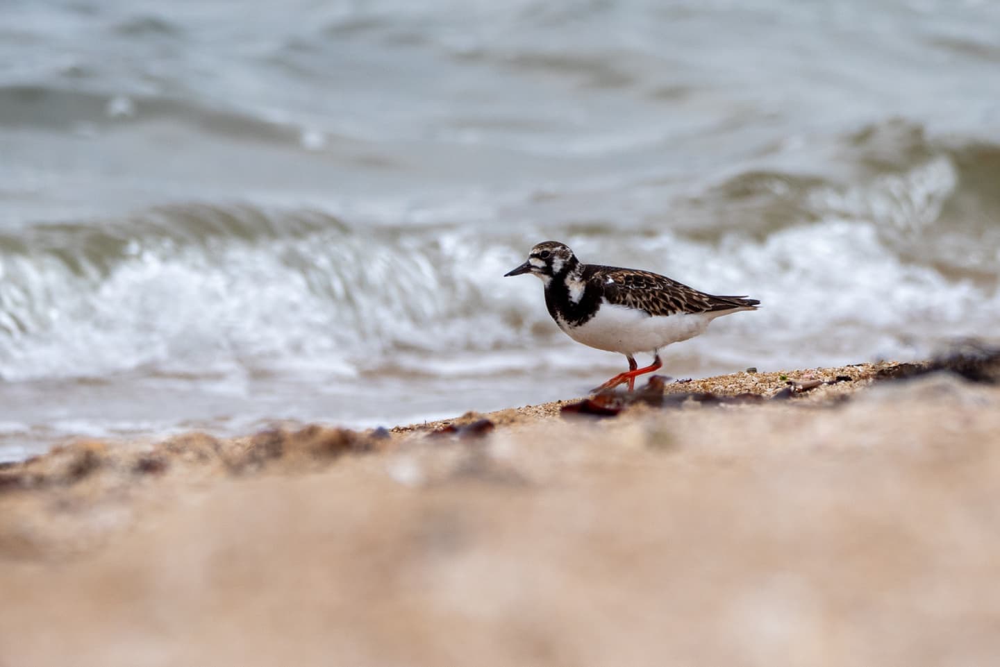 Ruddy Turnstone