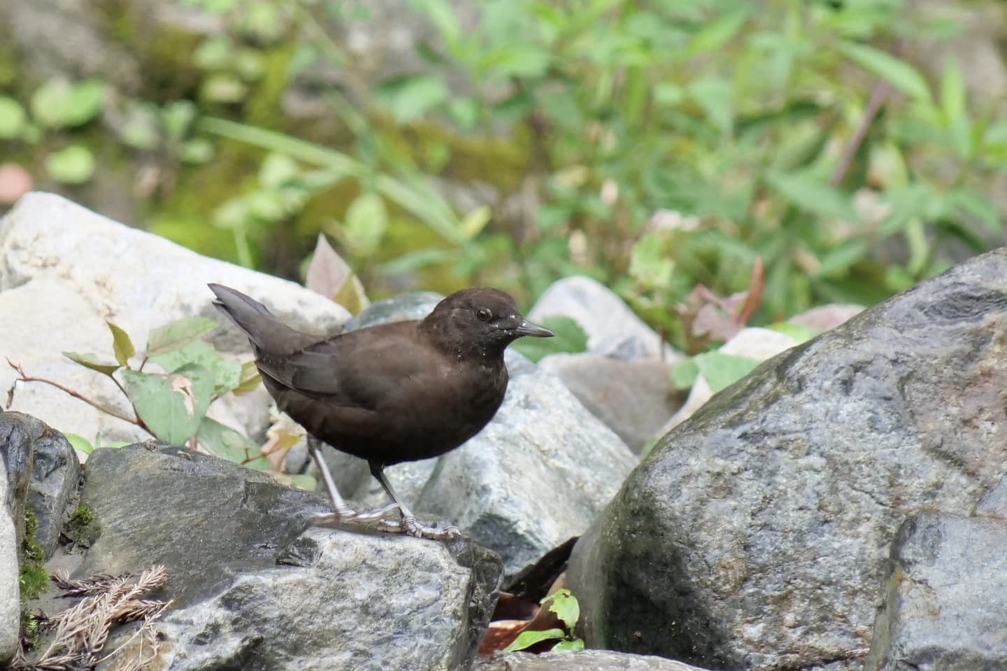 カワウ