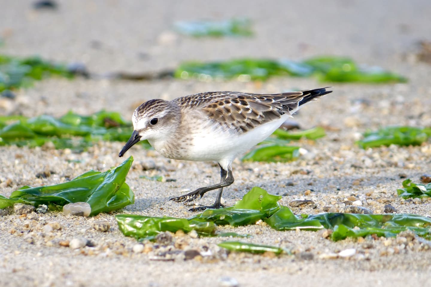 Red-necked Stint