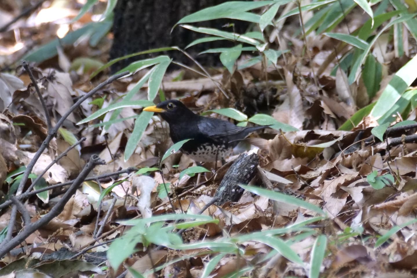 クロツグミ