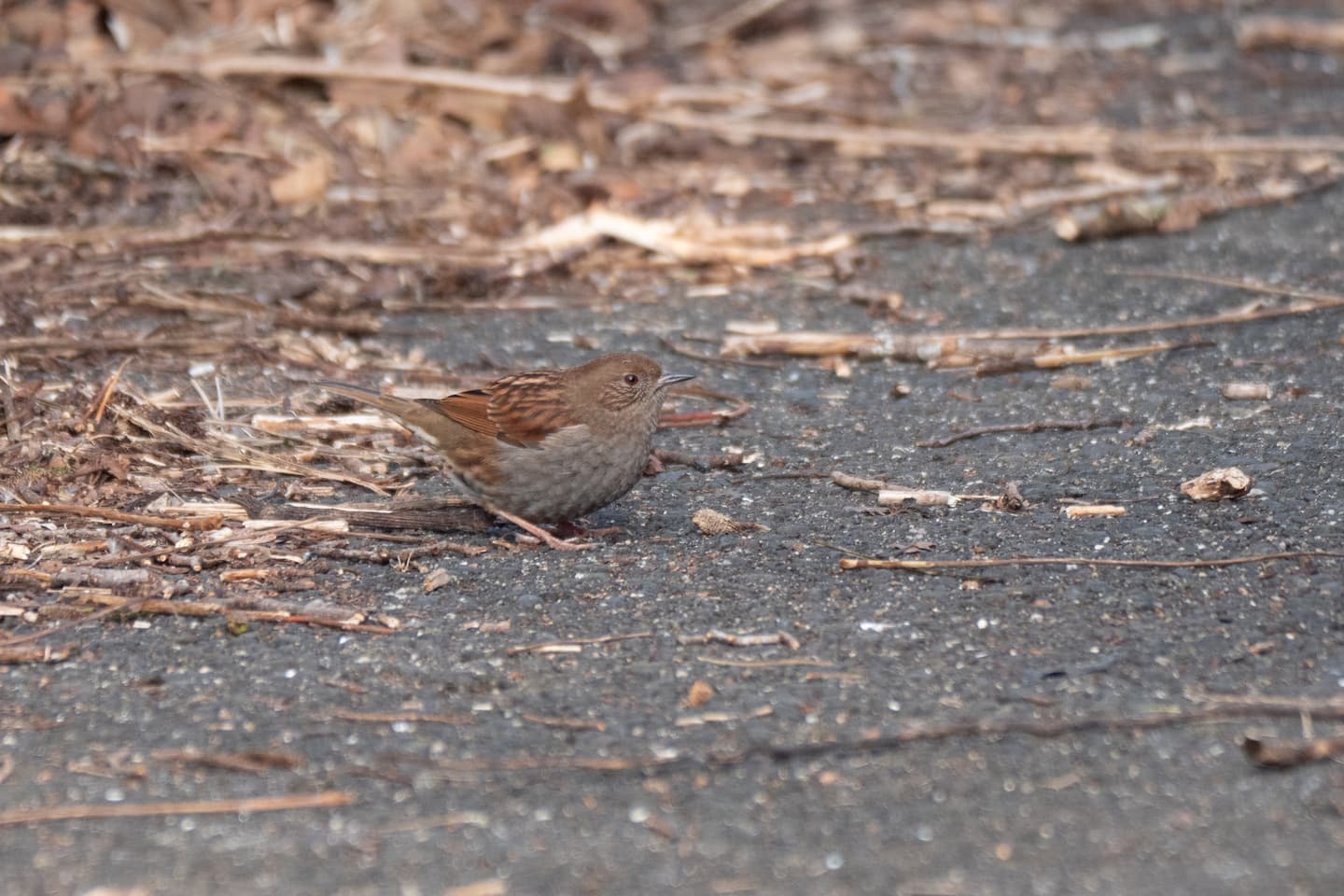 カヤクグリ